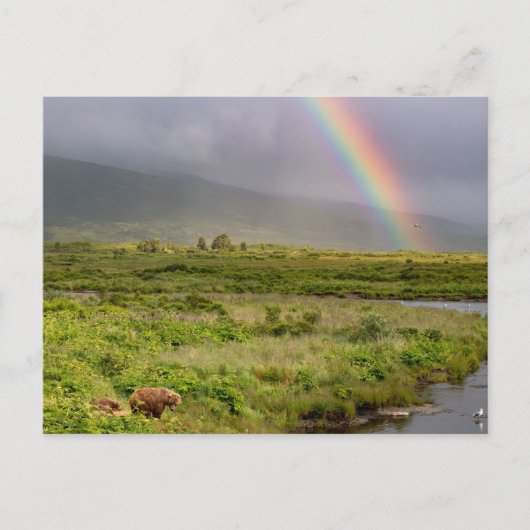 Kodiak Bären unter dem Regenbogen Postkarte (Vorderseite)
