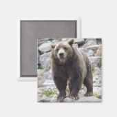 Kodiak Bärenmagnet Magnet (Vorderseite/Rückseite)