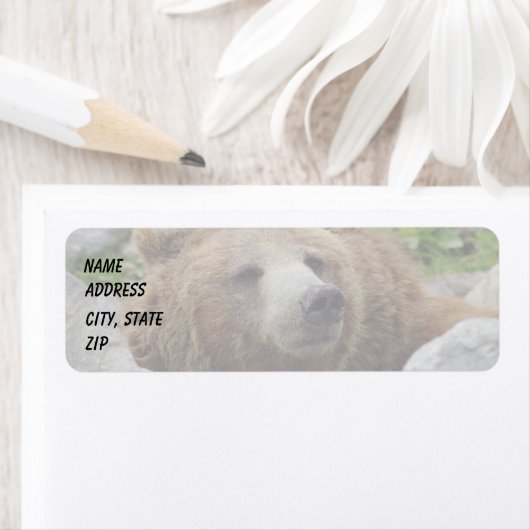 Kodiak Bear (Insitu)