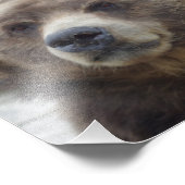 Kodiak Bear Closeup Fotodruck (Ecke)