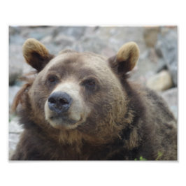 Kodiak Bear Closeup Fotodruck