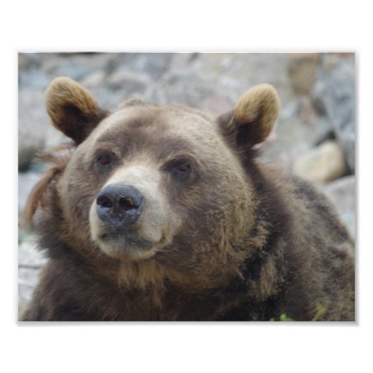 Kodiak Bear Closeup Fotodruck (Vorne)