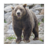 Kodiak Bear Fliese (Vorderseite)