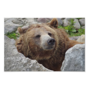 Kodiak Bear Fotodruck