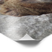 Kodiak Bear Fotodruck (Ecke)