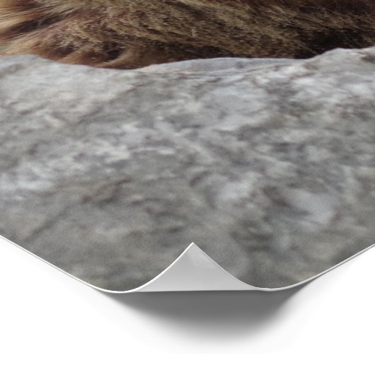 Kodiak Bear Poster (Ecke)