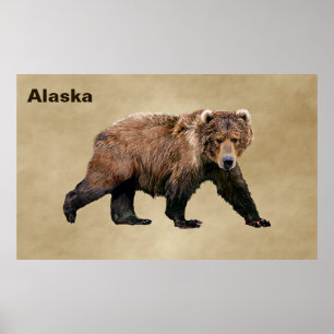 Kodiak Bear Poster