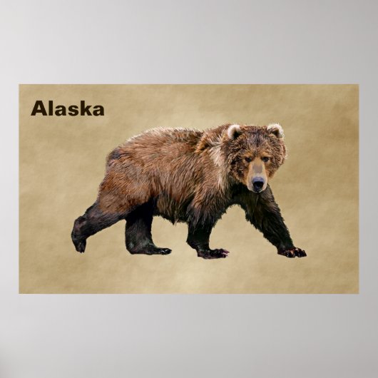 Kodiak Bear Poster (Vorne)