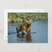 Kodiak Bear Postkarte (Vorne/Hinten)