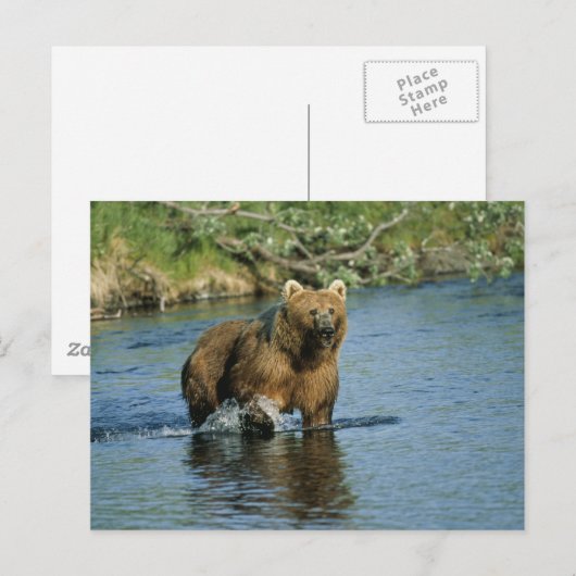 Kodiak Bear Postkarte (Vorne/Hinten)