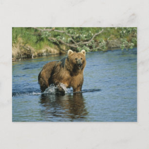 Kodiak Bear Postkarte