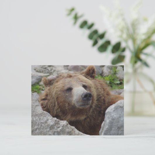 Kodiak Bear Postkarte (Stehend Vorderseite)