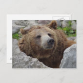 Kodiak Bear Postkarte (Vorne/Hinten)