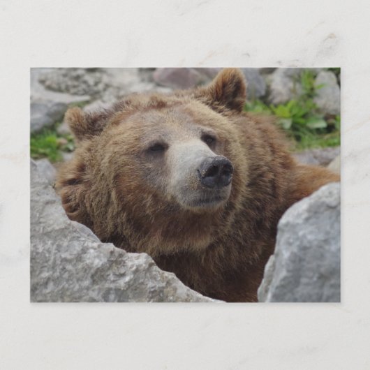 Kodiak Bear Postkarte (Vorderseite)