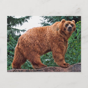 Kodiak Bear Postkarte