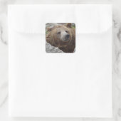 Kodiak Bear Quadratischer Aufkleber (Tasche)