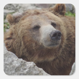 Kodiak Bear Quadratischer Aufkleber