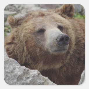 Kodiak Bear Quadratischer Aufkleber