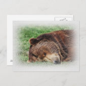 Kodiak Bear Schlafen Postkarte (Vorne/Hinten)