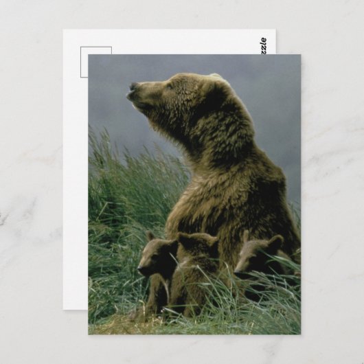 Kodiak Bear und Cubs Postcard Postkarte (Vorne/Hinten)