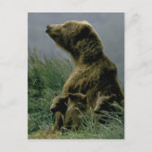 Kodiak Bear und Cubs Postcard Postkarte (Vorderseite)