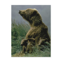 Kodiak Bear und Cubs Postcard