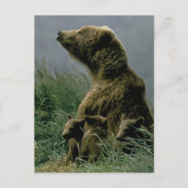 Kodiak Bear und Cubs Postcard Postkarte