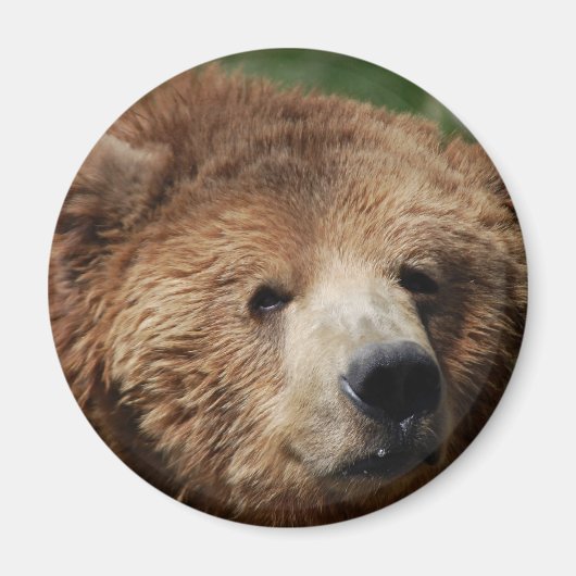 Kodiak Brown Bear Magnet (Vorne)