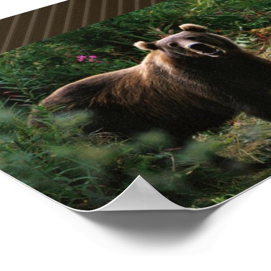 Kodiak Brown Bear Poster (Ecke)