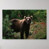Kodiak Brown Bear Poster (Vorne)