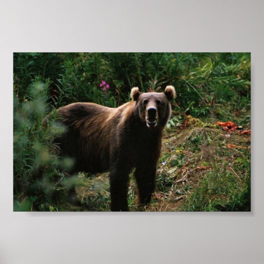 Kodiak Brown Bear Poster (Vorne)