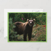 Kodiak Brown Bear Postkarte (Vorne/Hinten)