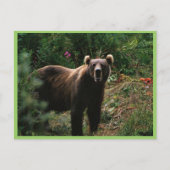 Kodiak Brown Bear Postkarte (Vorderseite)