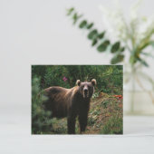 Kodiak Brown Bear Postkarte (Stehend Vorderseite)