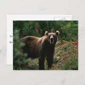 Kodiak Brown Bear Postkarte (Vorne/Hinten)