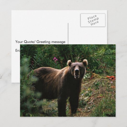 Kodiak Brown Bear Postkarte (Vorne/Hinten)