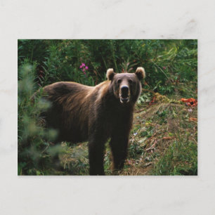 Kodiak Brown Bear Postkarte