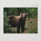 Kodiak Brown Bear Postkarte (Vorderseite)