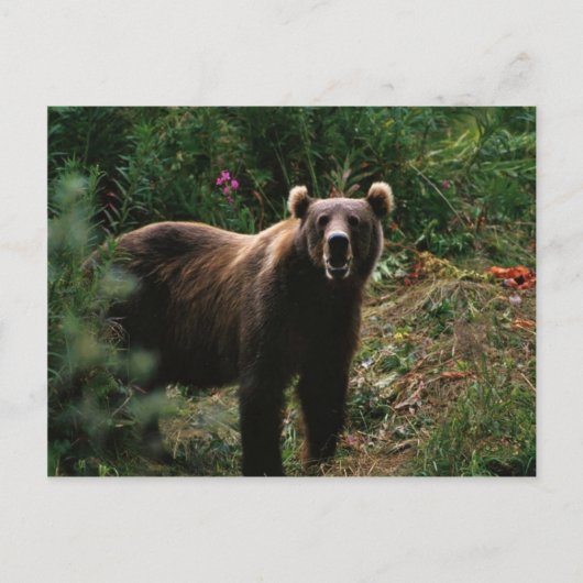 Kodiak Brown Bear Postkarte (Vorderseite)