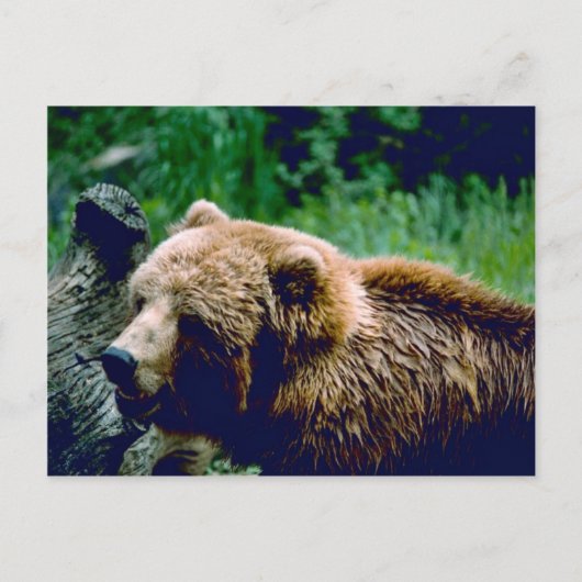 Kodiak Brown Bear Postkarte (Vorderseite)