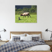Kodiak, Elk Outdoor Foto Alaska Extravagant Leinwanddruck (Insitu (Schlafzimmer))