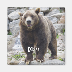 Kodiakbär Magnet