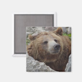Kodiakbär Magnet (Vorderseite/Rückseite)