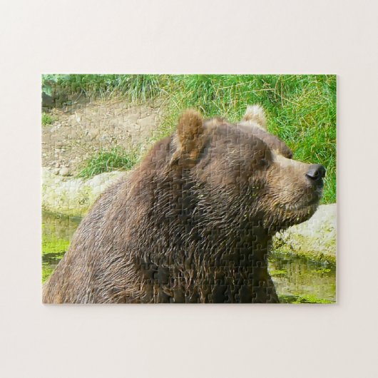 Kodiakbären. Puzzle (Horizontal)