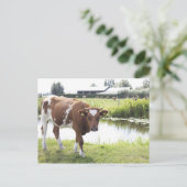 Koe Postkarte (Stehend Vorderseite)