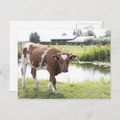 Koe Postkarte (Vorne/Hinten)