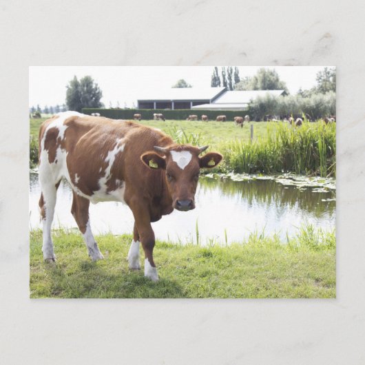 Koe Postkarte (Vorderseite)