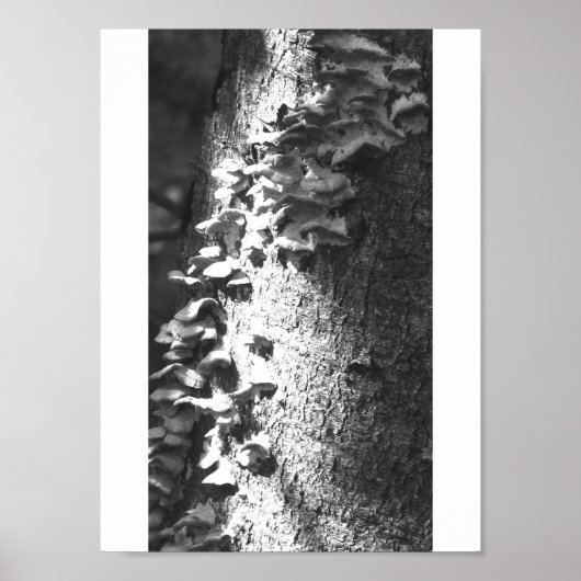 Kofferraum Poster (Vorne)