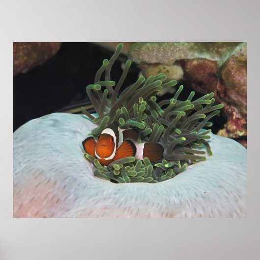 Koh Lipe Clownfish Poster (Vorne)