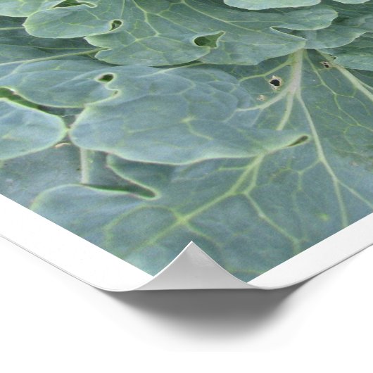 Kohl-Blätter, Kohl-Pflanze oben Poster (Ecke)